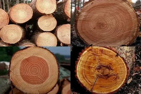 Дерево какие ткани