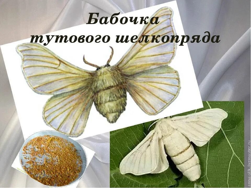 История золотого шелкопряда. Тутовый шелкопряд гусеница. История золотого шелкопряда. Тутовый шелкопряд гусеница. Тутовый шелкопряд гусеница шелк.