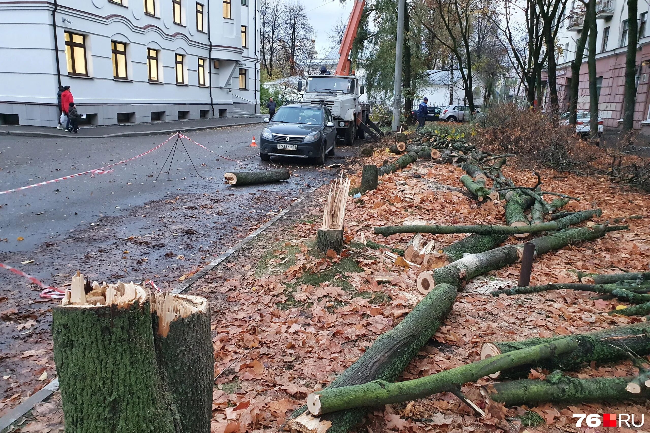 Спиленные деревья видео. Спиленное дерево. Вырубленные деревья. Вырубка деревьев. Вырубка деревьев в городе.