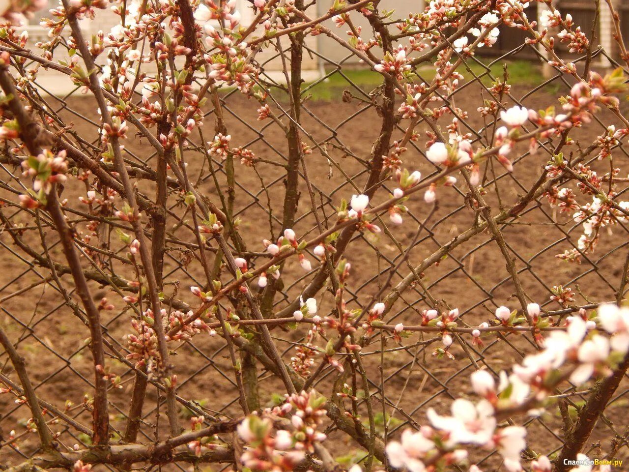 Войлочная вишня после цветения. Войлочная вишня Сакура. Цветущая войлочная вишня. Вишня тамарис цветение. Войлочная вишня цветение.