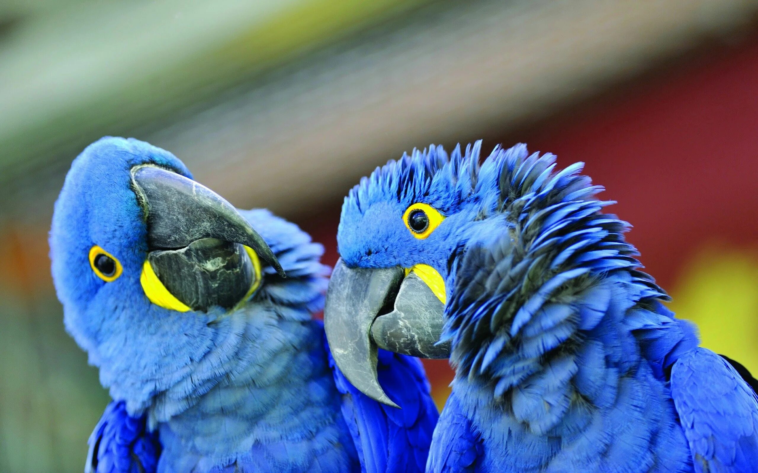 I ve parrot. Попугай ара гиацинтовый. Получехи попугаи. Серо-голубой гиацинтовый ара. Попугай жако.