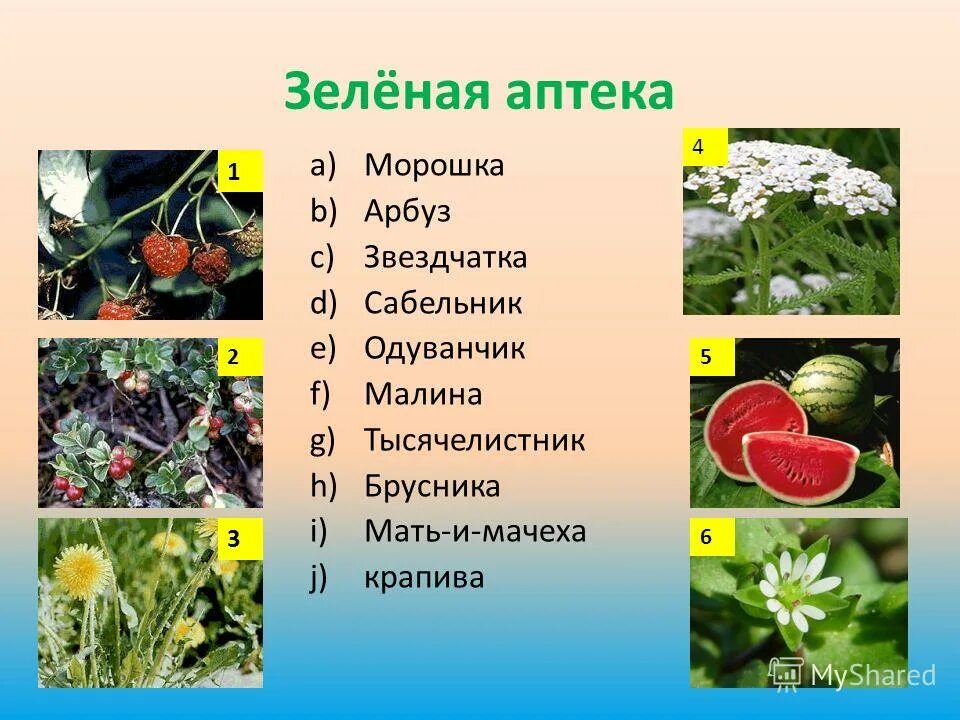 Зеленая аптека. Лекарственные растения в детском саду. Лекарственные растения в доу. Лекарственные травы для детей. Зеленая аптека презентация.