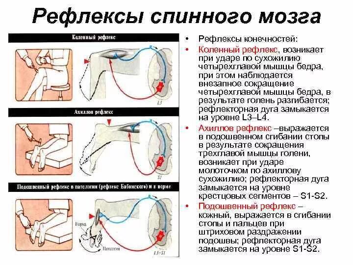 Схема ахиллова рефлекса. Коленный рефлекс ахиловый рефлекс. Ахиллов рефлекс рефлекторная. Ахиллов рефлекс физиология.