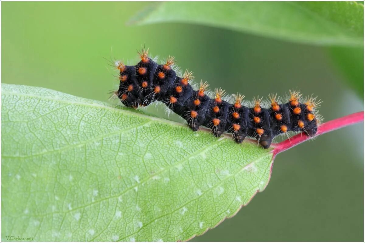 Поликсена бабочка гусеница. Мадагаскарская черная гусеница. Разные гусеницы. Calindoea trifascialis гусеница. Гусеница хвостатый император.