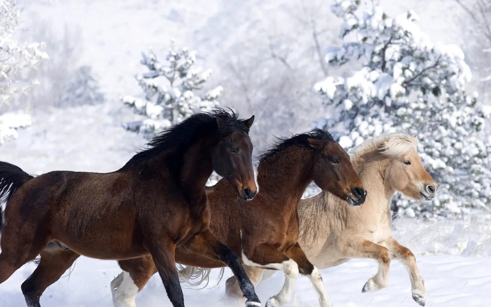 Год лошадь видео. Лошади зимой. Фото с лошадью зимой. Три лошади. Заставка на рабочий стол лошади зимой.