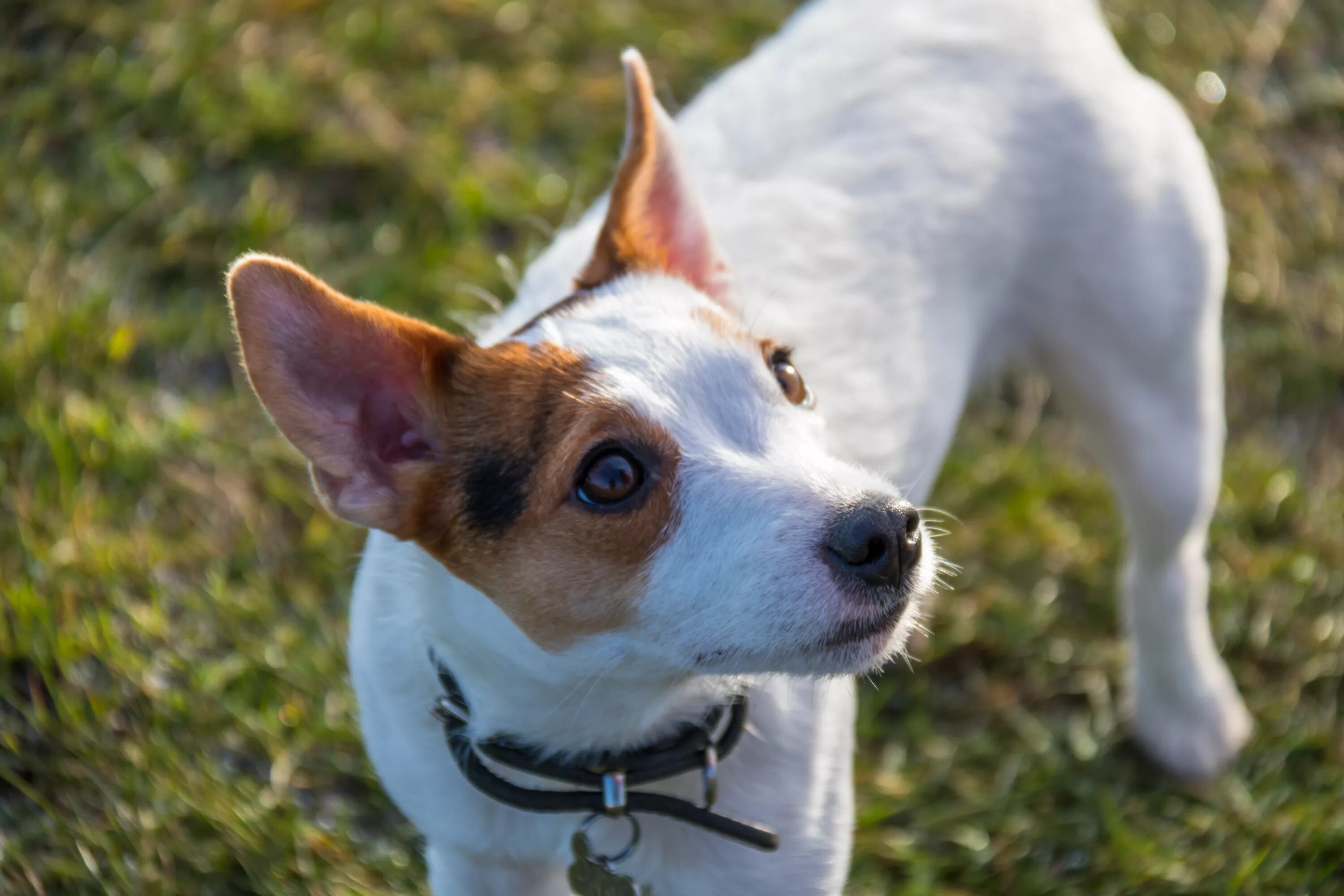 Джек-Рассел-терьер. Собака Джек Рассел терьер. Jack Russell Terrier. Порода Джек Рассел терьер. Джек рассел девочка