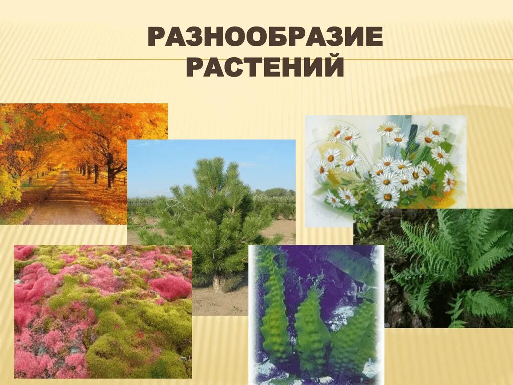 Растительный мир земли доклад. Разнообразие растений. Разные растения. Разнообразные растения. Растение и их разнообразие.