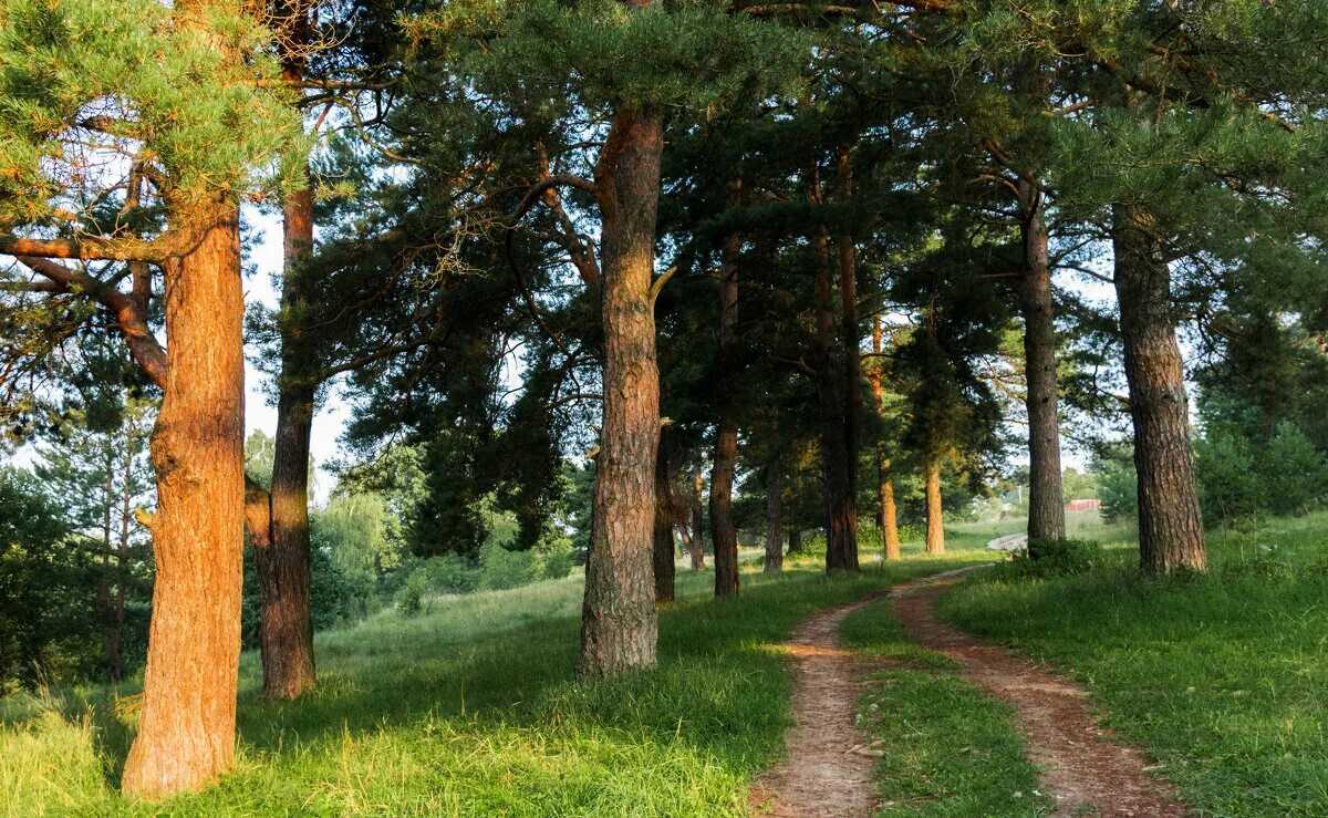 дубковский лес одинцовский район. сосны беларусь. лесная поляна беларусь. сосны беларусь. санаторий сосны минская область.