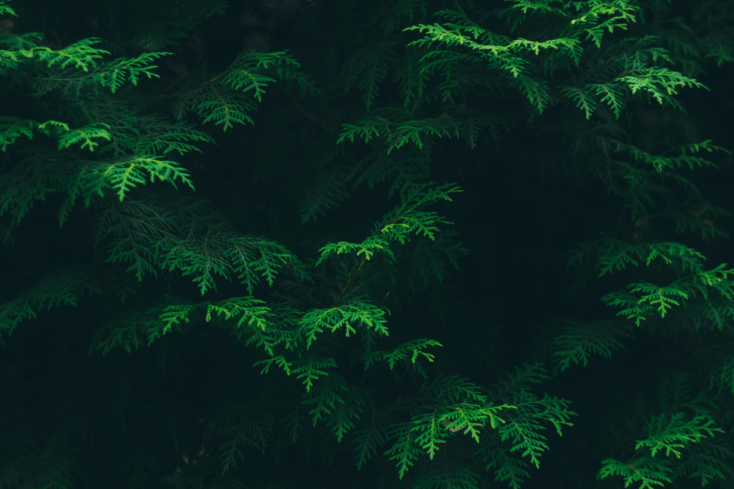 Цвет хвойный лес. Темный еловый лес. Темно зеленый лес. Темно зеленый фон. Хвоя на темном фоне.