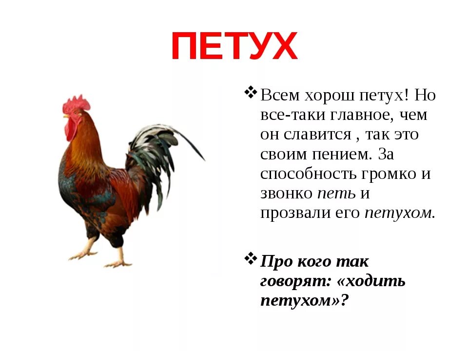 Время по петухам. Сообщение о петухе. Доклад о петухе. Описание петуха. Рассказ про петуха.