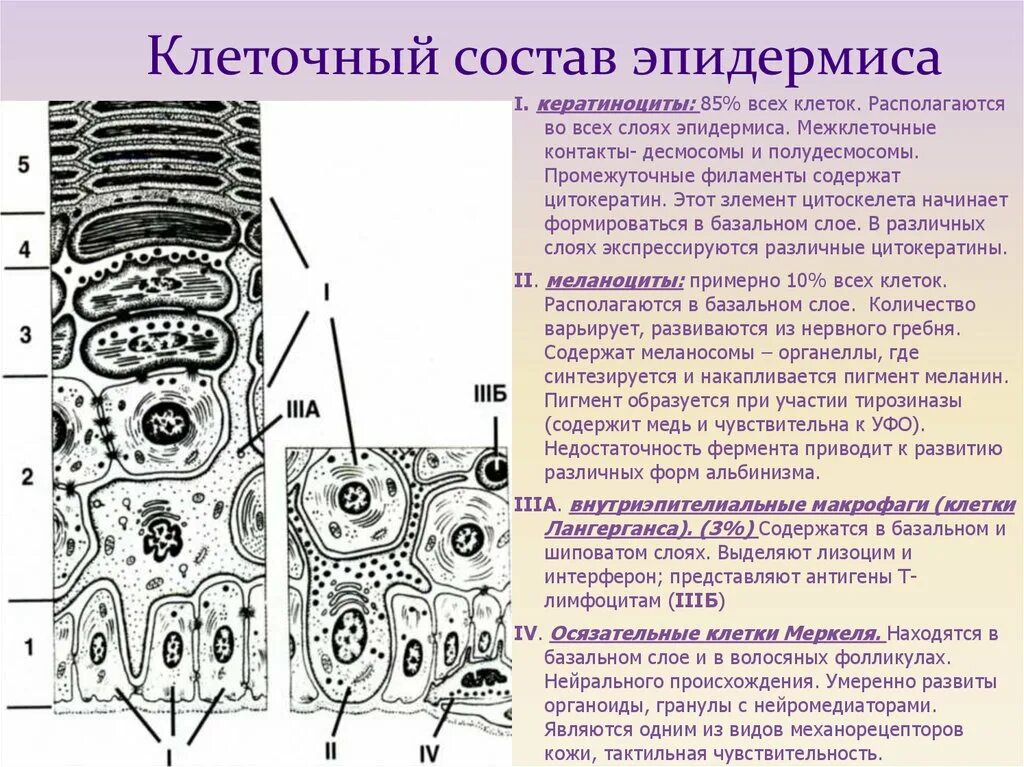 Состоят из 1 слоя клеток. Кератиноциты эпидермиса строение. Схема дифференцировки кератиноцитов эпидермиса. Состав базального слоя эпидермиса. Строение кожи кератиноциты.