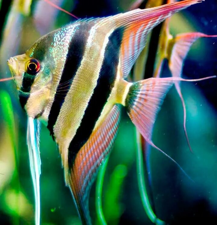 Аквариумные рыбки с полосками. Скалярии Альтум. Скалярия аквариумная рыбка. Скалярий рыбка аквариумная. Рыбка Скалярия мраморная.