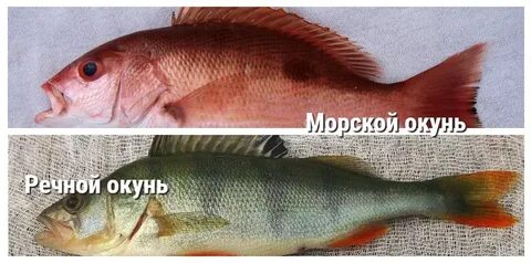 Отличия морской рыбы от пресноводной