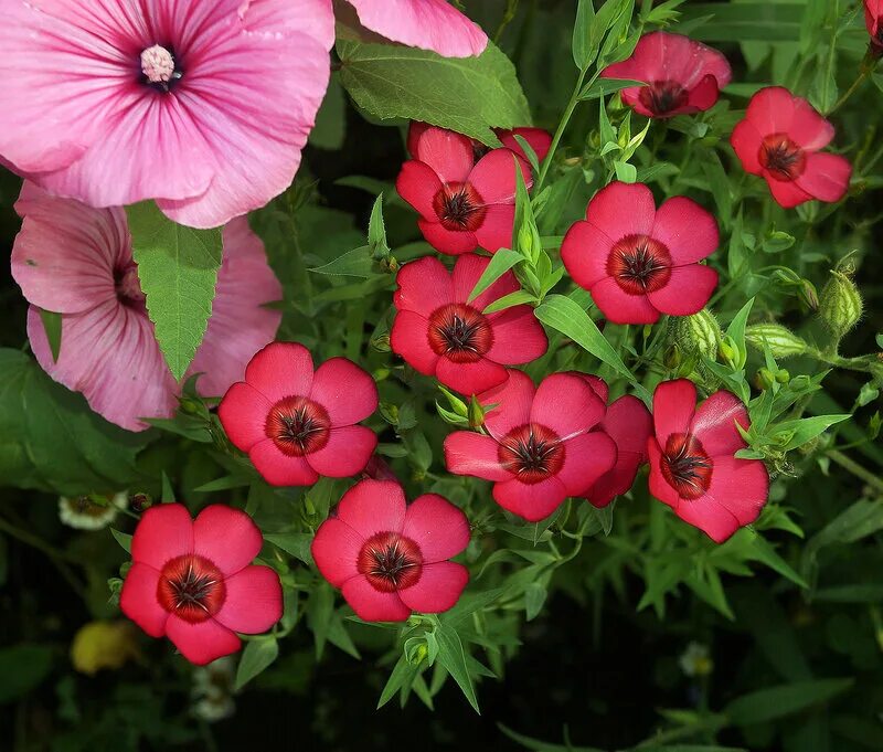 Flower club. Многолетник Аленький цветочек. Аленький цветочек растение садовое. Однолетние клубные цветы. Клубные цветы названия.