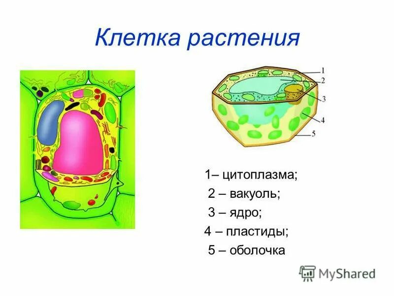 Вакуоль хлоропласт и клеточная стенка. Клеточная стенка ядро цитоплазма вакуоли строение. Строение клетки вакуоль. Схему строения растительной клетки вакуоль ядро. Наличие вакуолей растительная клетка