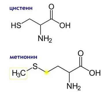Цистин это