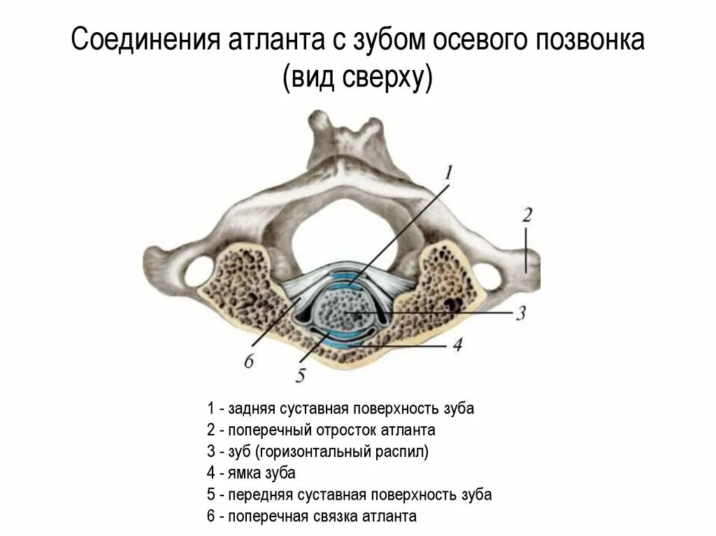 Соединения между затылочной костью. Соединение Атланта с зубом осевого позвонка. Соединение Атланта с зубом осевого позвонка вид сверху. 1 Шейный позвонок Атлант. Атлант позвонок соединение.