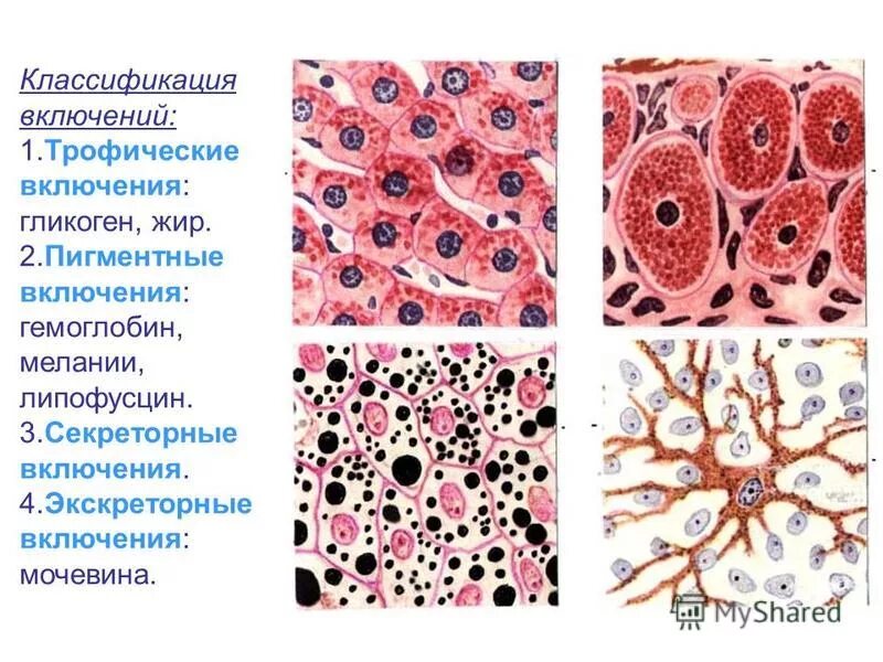 Включения гликогена в печени. Секреторные включения клетки гистология. Секреторные включения гликогена гистология. Секреторные гранулы гистология. Секреторные включения в клетках Лейдига.