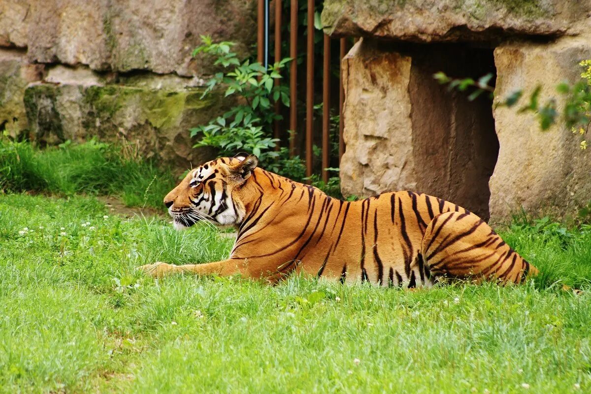 хищники в зоопарке. зоопарк као кео. звери в зоопарке. про животных зоопарка. звери из зоопарка.