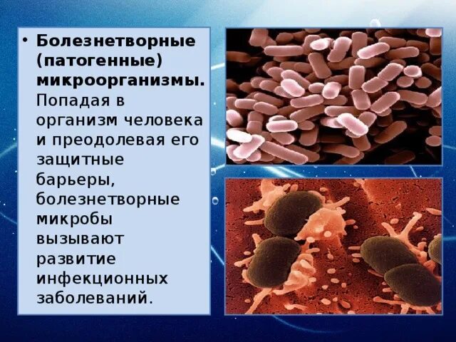 Заболевания человека вызванные болезнетворными бактериями. Условно патогенные бактерии вызывающие инфекционные болезни. Патогенные бактерии и вызываемые ими заболевания. Болезнетворные бактерии патогенные. Патогенные микроорганизмы бактерии.