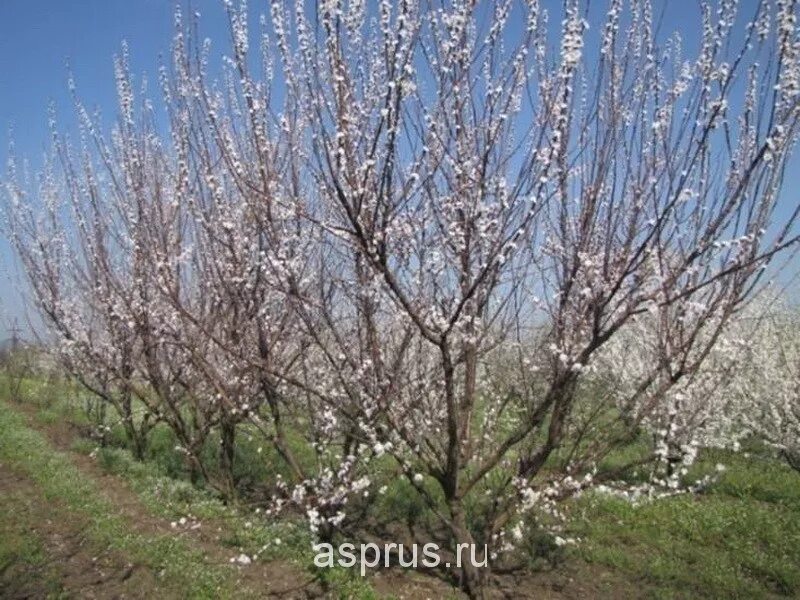 Подвой для абрикосов. Клоновый подвой для косточковых. клоновый подвой вва-1 плоды. абрикос орлик ставрополья фото. вва-1 подвой картина.