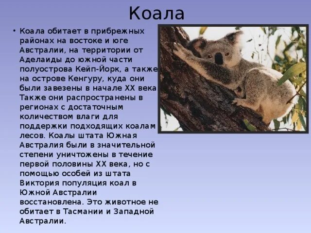 Информация о коале. Сообщение о коале. Рассказ про Куалу. Коала описание.
