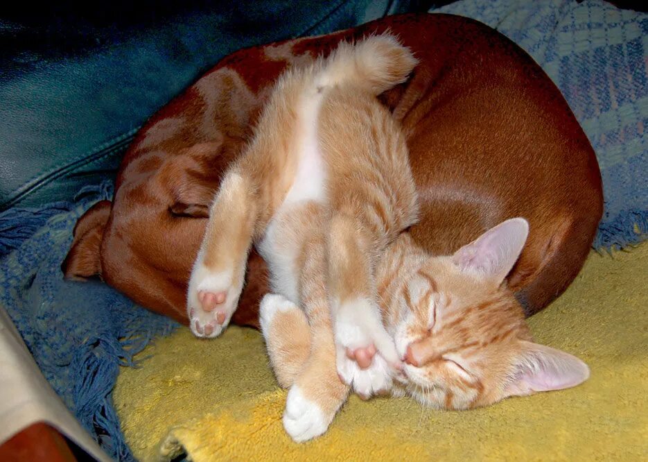 Коты любят поспать. Происхождение фразеологизмов. К верху кверху предложения. Ты меня напугал. Спать вниз головой.