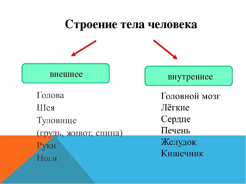 Что такое организм тест