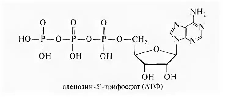 3 части атф. Аденозин 5 трифосфат формула. Реакции образования АТФ (аденозин-5-трифосфата. Аденозин- 5 – трифосфата (АТФ). Аденозин 2 дифосфат.