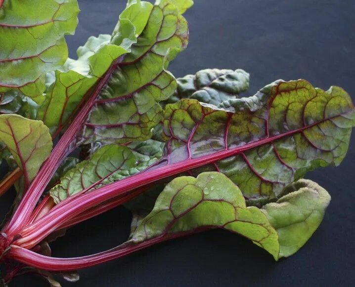 Mangold / Gartenarbeit Die besten Tipps für einen wahren Gärtner!