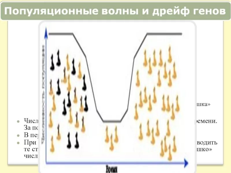 Дрейф генов приводит в популяции. Эффект бутылочного горлышка и дрейф генов. популяционные волны и дрейф генов. изоляция дрейф генов. популяционные волны дрейф генов изоляция.