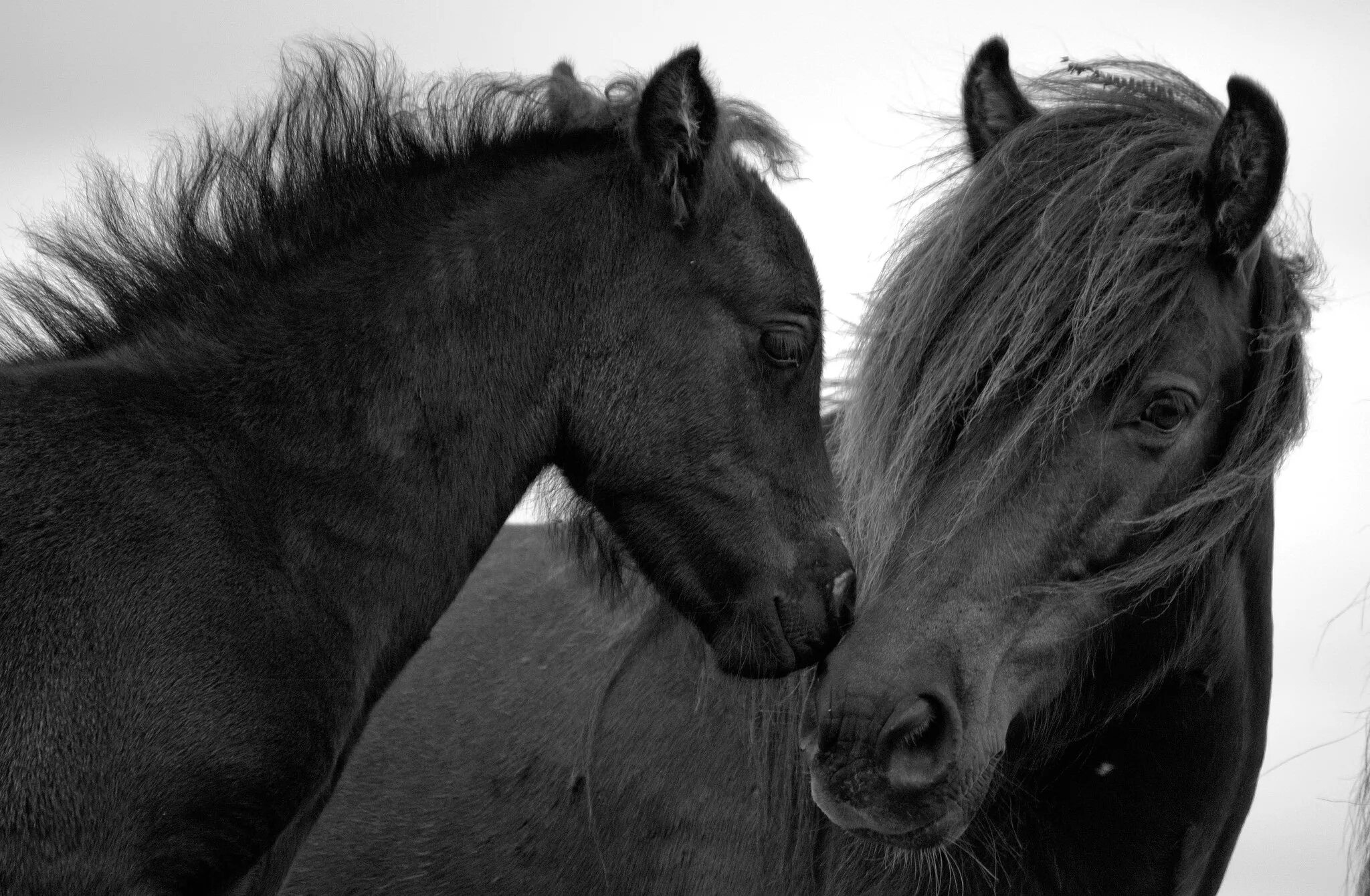 две лошади. фризская лошадь. две лошади. две лошади. красивый конь.