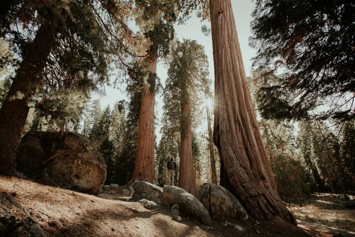 Дерево 6 метров. Парк Секвойя Калифорния. Национальный парк Секвойя США. Парк секвойи в Калифорнии. Секвойя дерево.