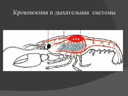 Трахеи членистоногих