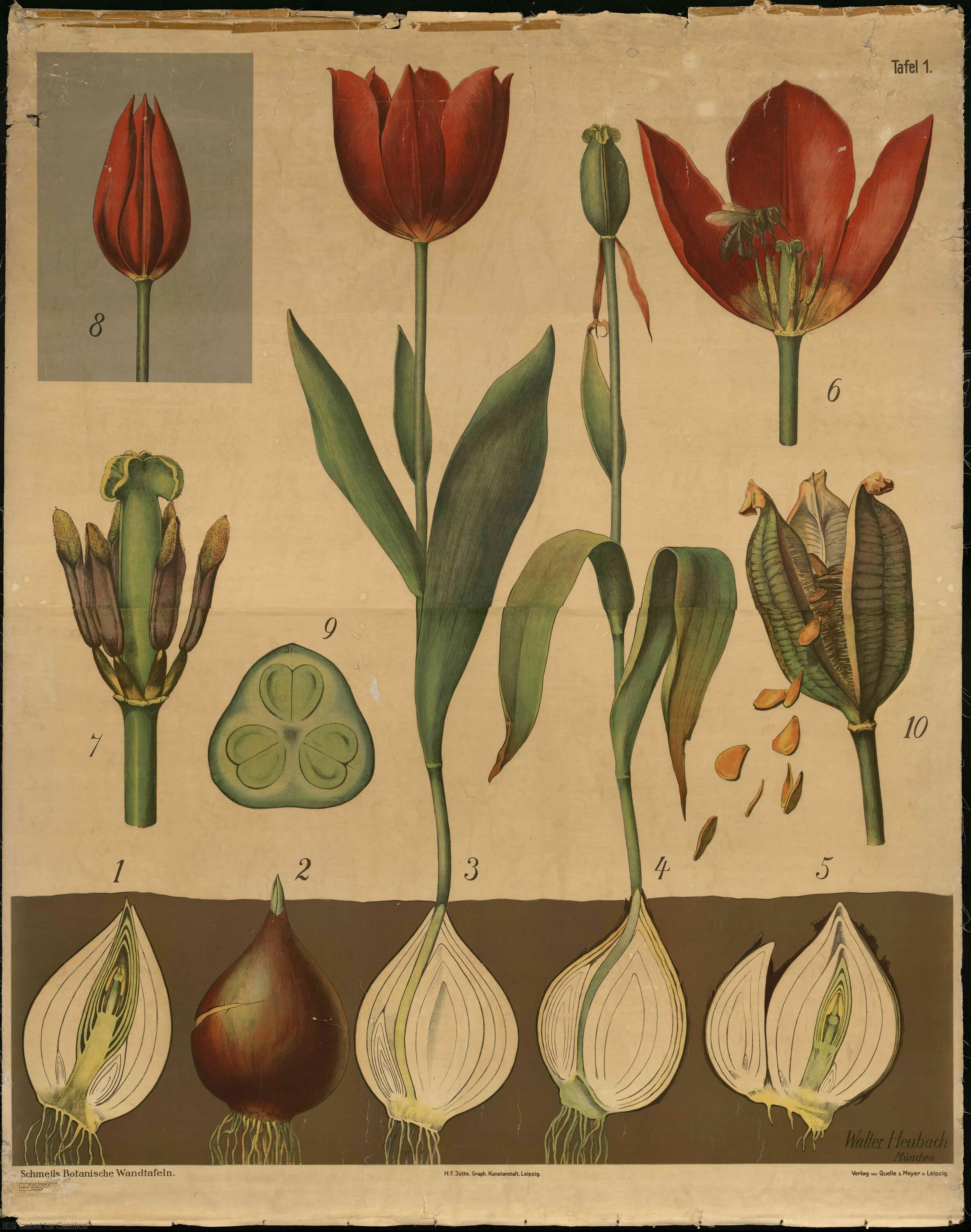 Тюльпан Ботанический атлас. Тюльпан Клузиуса. Тюльпан Ботанический смесь (Botanical Tulips Mixed),. Тюльпан Лесной гербарий. Тюльпан ботаника