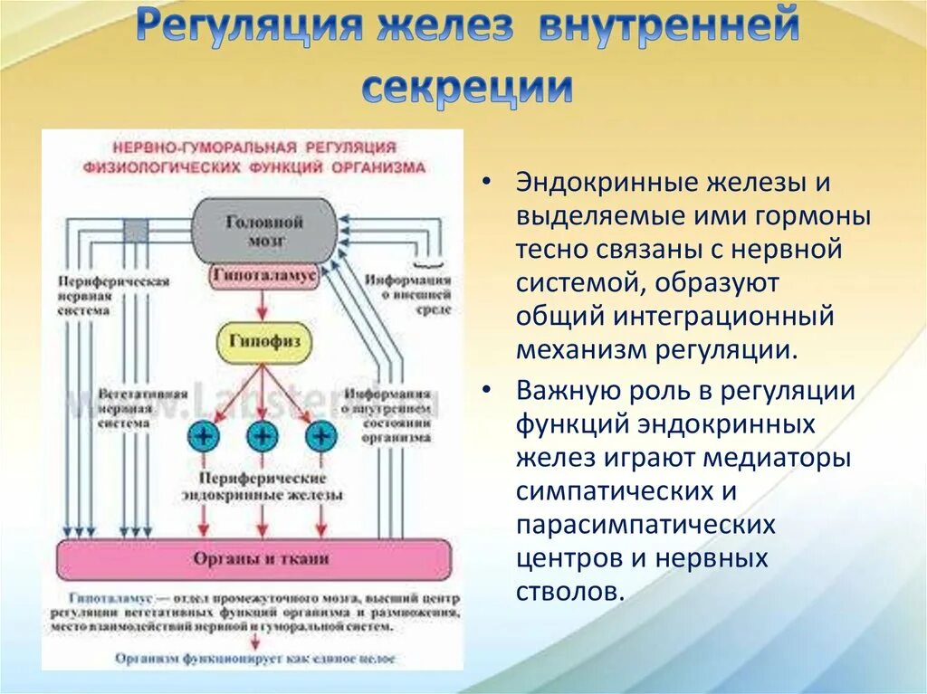 Гуморальный путь регуляции. Регуляция эндокринных функций. Роль нервной системы в регуляции желез внутренней секреции. Регуляция функций эндокринных желез. Каковы механизмы регуляции функций желез внутренней секреции.