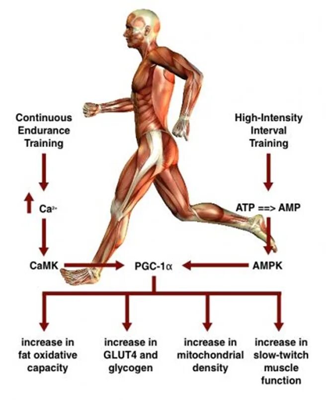 Бег мышцы задействованы. Какие мышцы работают при беге. Нагрузка на мышцы при беге. Группы мышц задействованные при беге.