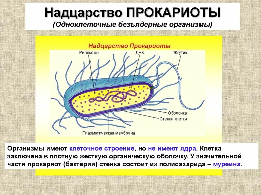 Строение клетки прокариот бактерии. Строение бактерии прокариот. Прокариотическая клетка микробиология бактерии. Прокариотическая клетка bacteria.