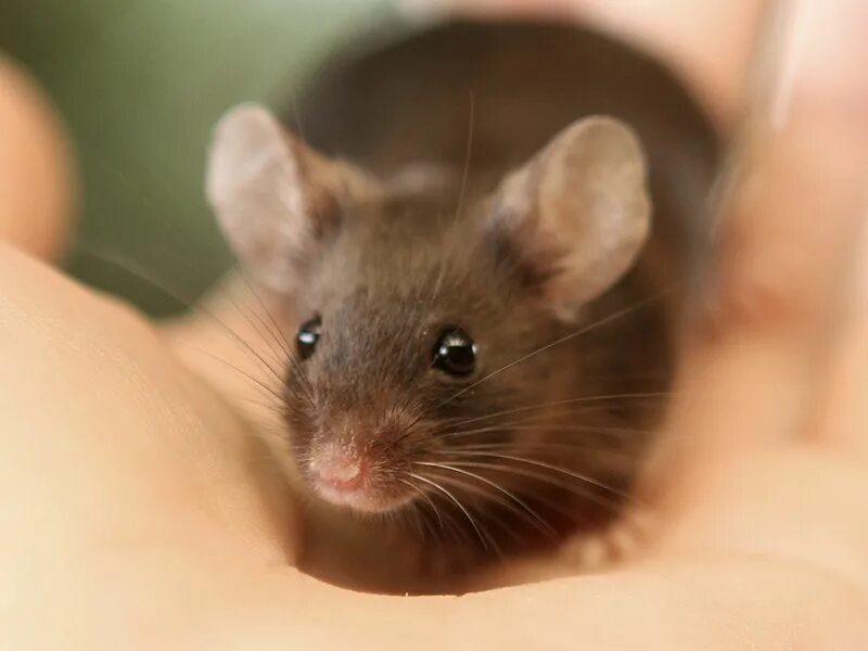 A mouse a small body
