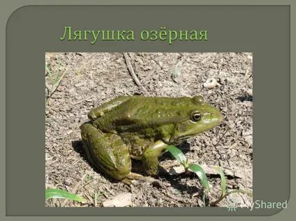 Систематическая группа лягушки прудовой