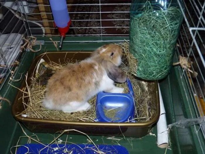 Можно ли кролику кушать. Клетка для кролика декоративного. Еда для кроликов декоративных. Кормление кроликов.