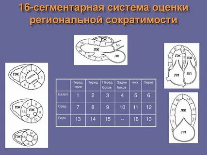 Сегменты сердца