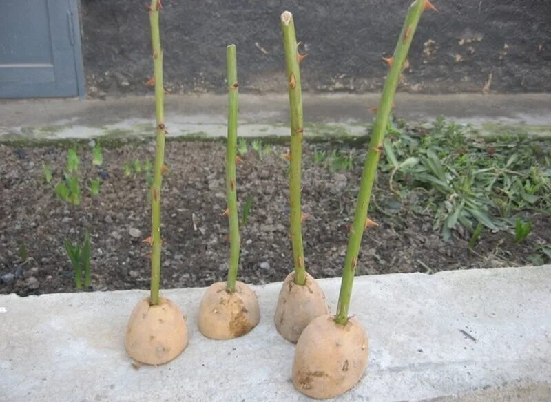 Как вырастить розу в картошке