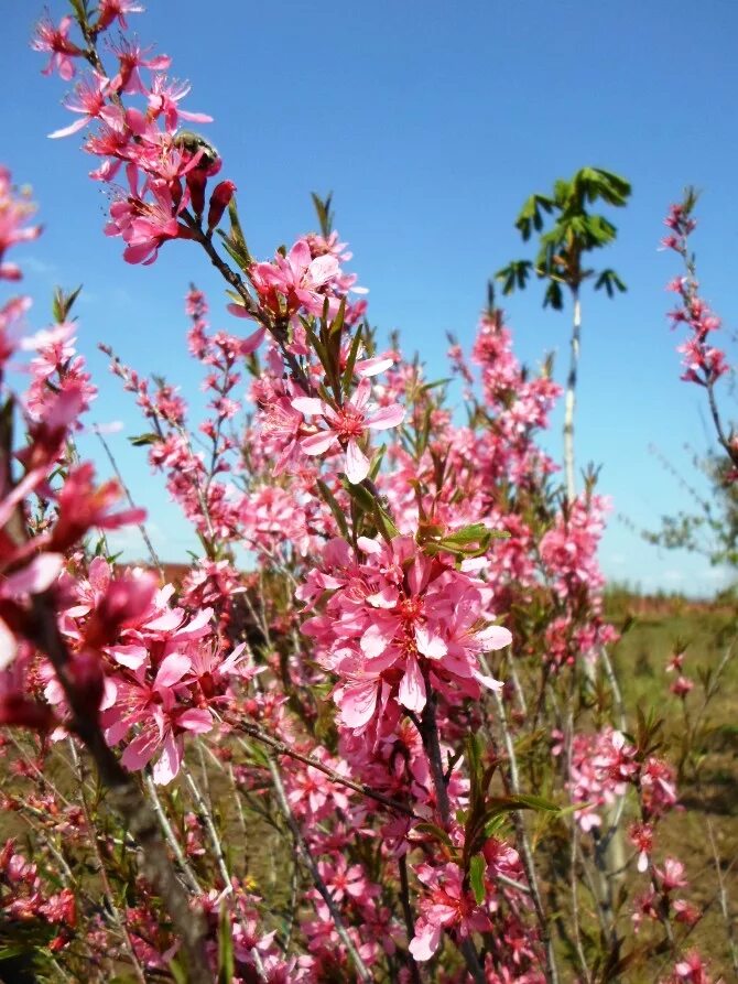 Миндаль Степной (Prunus tenella). Миндаль бобовник куст. Миндаль низкий Prunus tenella. Дикий миндаль (бобовник). Миндаль степной