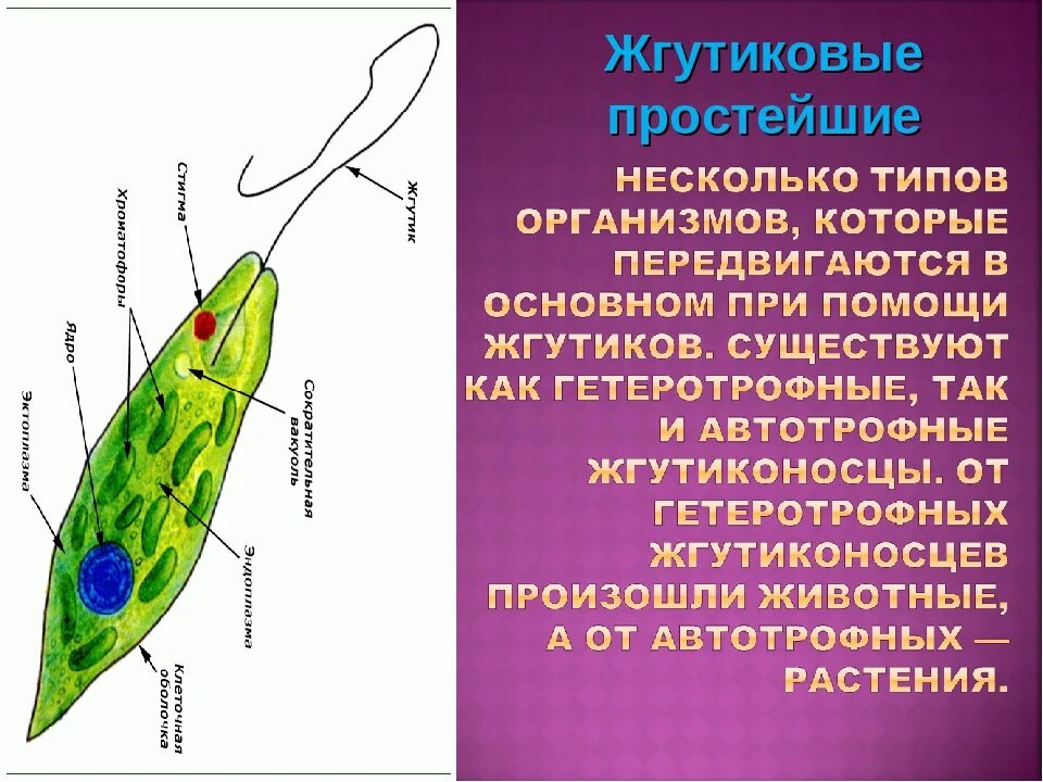 Хлоропласты жгутики. Органоиды эвглены зеленой. Жгутиконосцы эвглена. Жгутиконосцы эвглена зеленая. Строение жгутика эвглены зеленой.