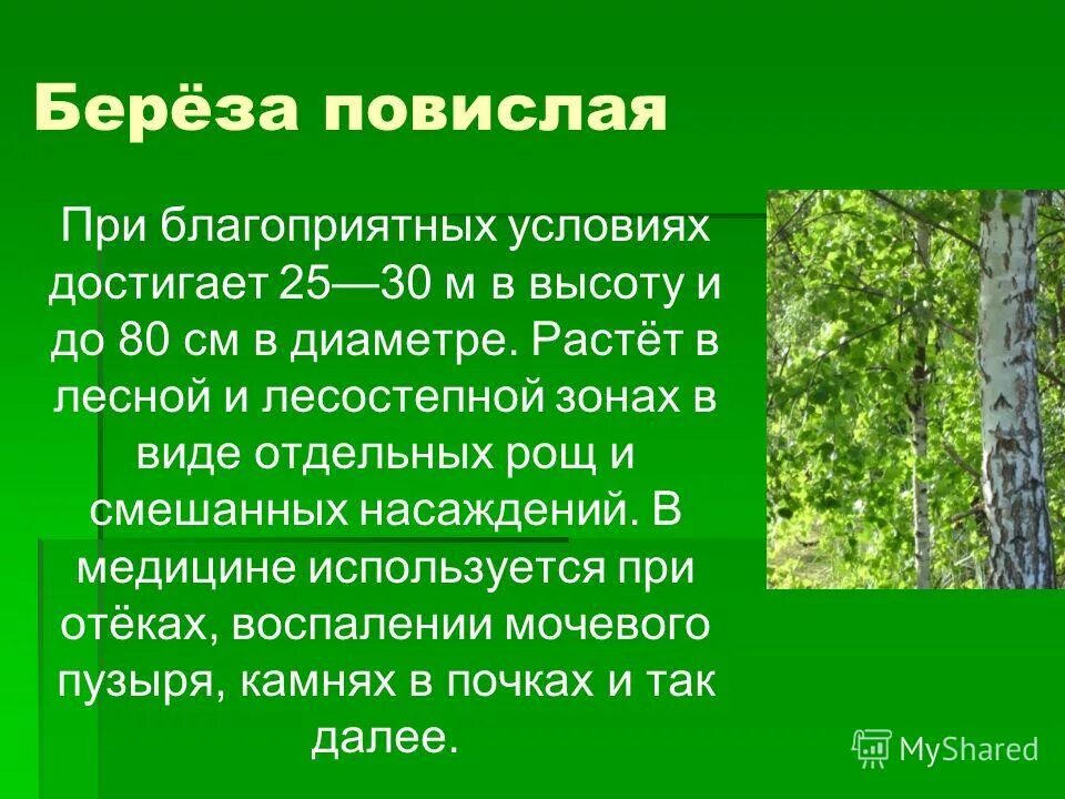 Береза повислая александровский парк. Береза повислая особенности. Паспорт береза повислая. Береза повислая высота. Береза повислая характеристика листа.
