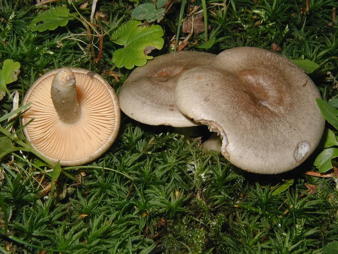 Млечник жгуче-Млечный Lactarius pyrogalus. Белый млечник пластинчатый гриб. Белый млечник пластинчатый гриб съедобный. Млечник белый.
