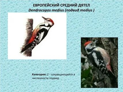 Дятел красная книга