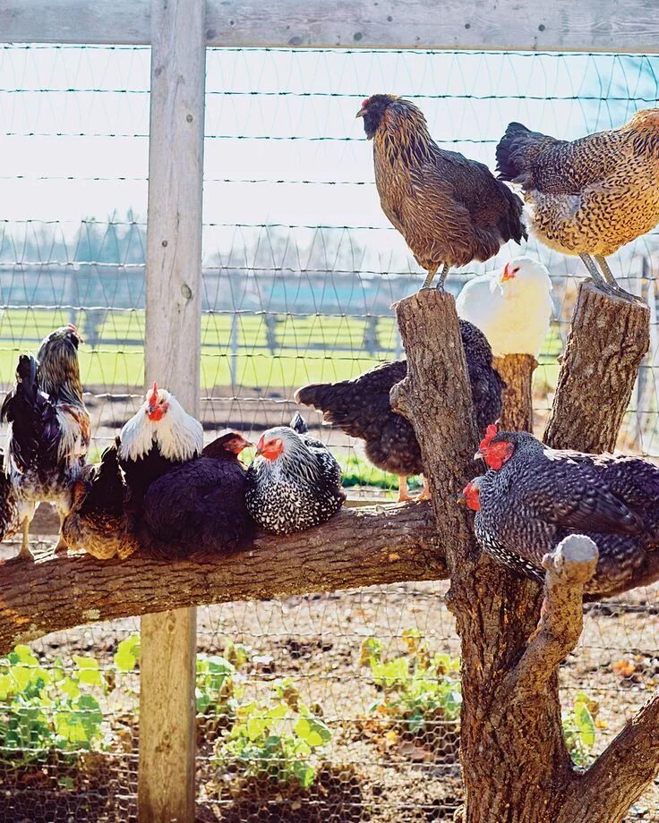 Лучшие куры для разведения. Курятник для несушек. Куры в загоне. Куры в курятнике. Курятник с курами.