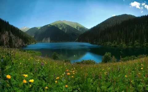 Желіде жүкті әйелді трафиктенуін көру